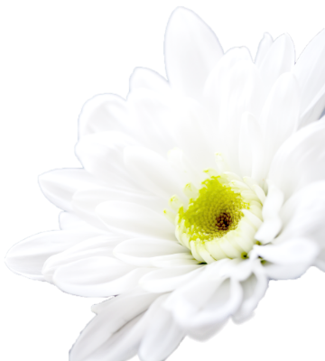 生花