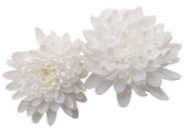 生花